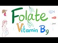 Vitamin b9 folate   structure function folate deficiency anemia diagnosis  treatment