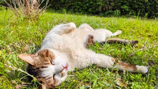 A cat in the park came out of the bushes to be petted