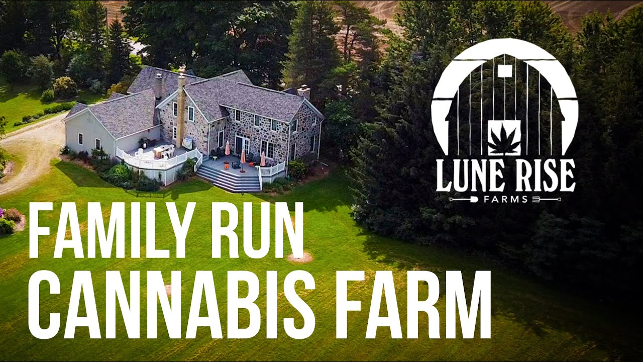 How we ended up with a cannabis farm for a family business.