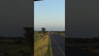 Zebra and Wildebeest Herd Crossing a Road