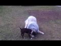 Staffordshire Bull Terrier vs. Tibetian Mastiff (David vs. Goliath)