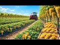 Industrial Golden Grape Cultivation Process:Modern Techniques for Care, Harvesting, and Preservation