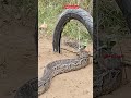 شاهد الفخ السحري ذكي