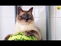  funniest cats and dogss   best funny animals 2024 part 1