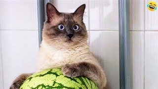 😹🐶 Funniest Cats And Dogs Videos 😁 - Best Funny Animal Videos 2024 🥰Part 1