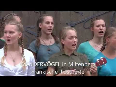 Migratory birds in Miltenberg