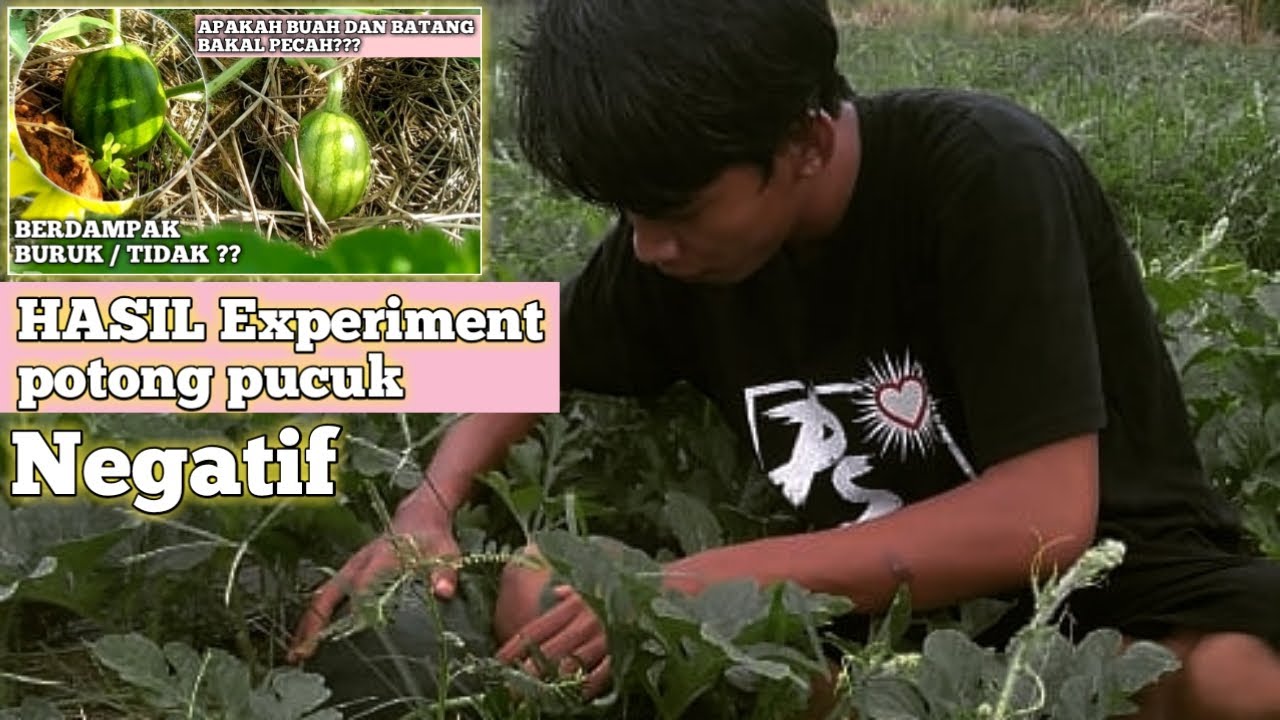 Begini jadinya jika pucuk semangka di potong !!! Hasilnya bikin kaget