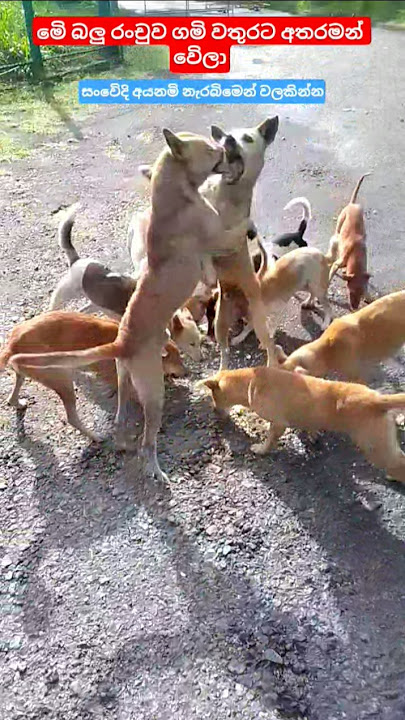 ගමිවතුරට අන්ත අසරණ වෙිලා ඉන්න බලු  රංචුවට  අපි ගොඩක් කැම දුන්නා