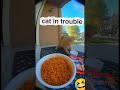 spicy noodles 😄😄 #funny #noodles #sora #spicy #funnyanimal #funnyshorts #funnycats