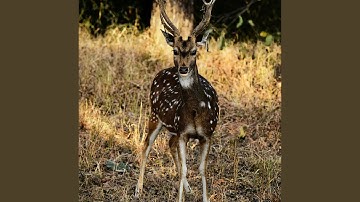 Magical Encounter Between Hunters and Deer