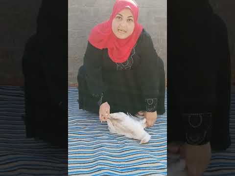 ازاي تقدري تدبحي لوحدك من غير ما تحتاجي لحد