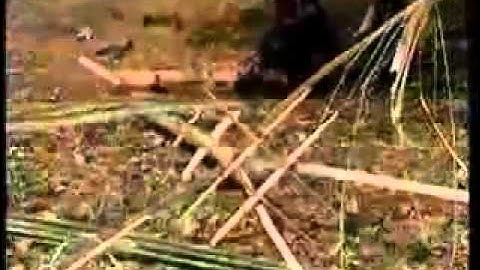 Lễ Hội Đâm Trâu Tây Nguyên