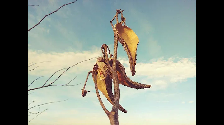 Rudiger Roll Milkweed - How to Process Milkweed for Primitive Fire Making - All Natural Fire Roll