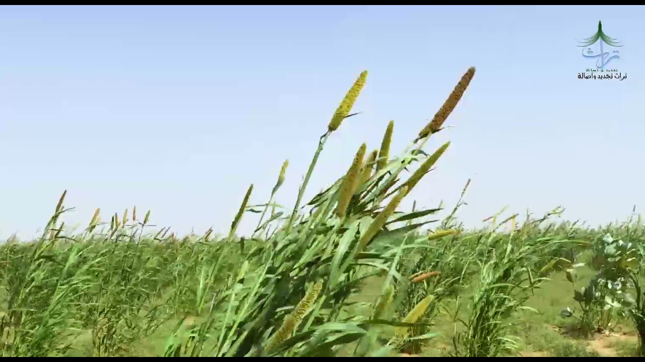 خطوة بلحن قديم