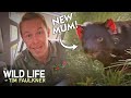 Tim Faulkner Monitors Pregnant Tasmanian Devil! | Full Episode | The Wildlife Of Tim Faulkner