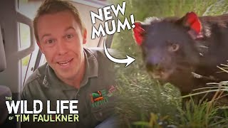 Tim Faulkner Monitors Pregnant Tasmanian Devil! | Full Episode | The Wildlife Of Tim Faulkner