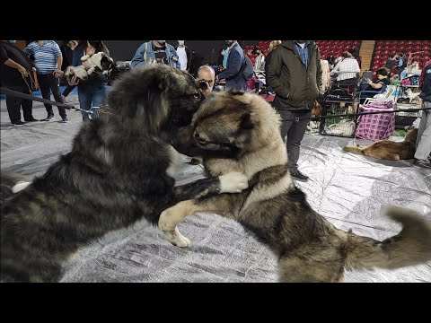 ძაღლების გამოფენა სპორტის სასახლეში 16/10/21 დამბო სიმბა / ქართული გრძელბეწვიანი ნაგაზი (კავკასიური)