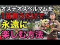 【絶対損しない】オステオスペルマムの賢い人だけやっている育て方教えます　　　【園芸】【ガーデニング】【初心者】