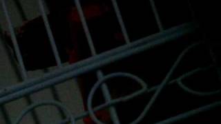 Batman The Parrot Saying Awesome Stuff, And Chuvy Talking