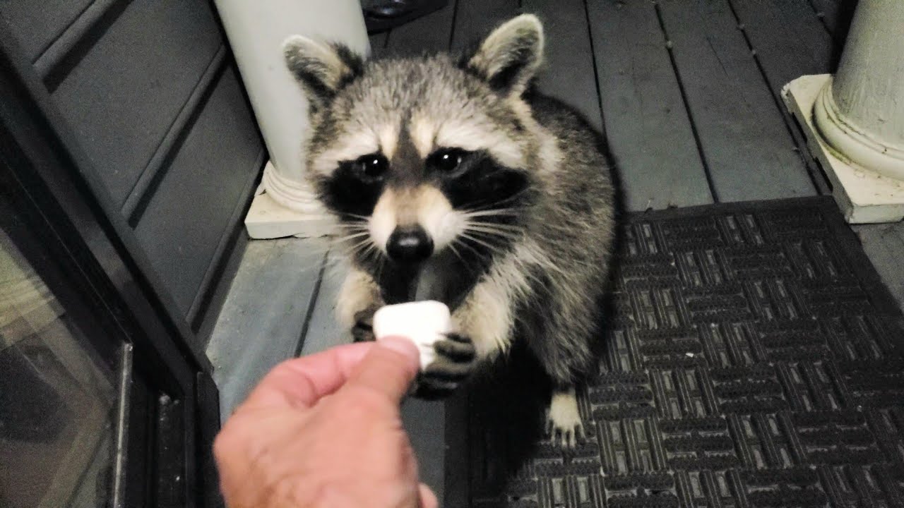 Does a Raccoon Like Marshmallows? YouTube