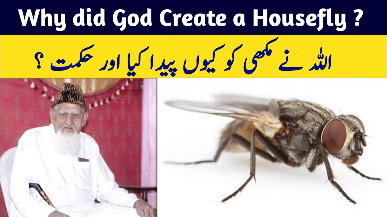 Allah Ne Makkhi ko Kyun Paida Kiya ॥ Why did God Create a Housefly ? । Maulana Ishaq Madni R.a