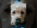 Relaxing Music For Dogs 🐶 Sleep Music For Labrador Puppies #shortsvideo