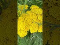 #jardin, ©@philippe kohoney, Parc André Citroën, Paris France 2026