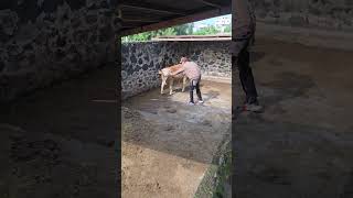UNA ATERRIZADA #granja #rancho #pig #cerdo #comedy #humor #viral #video #shorts #reels