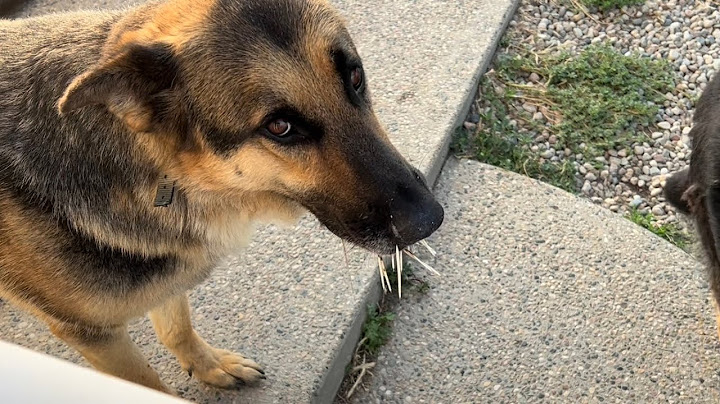 Tips for Removing Porcupine Quills from Large Dogs