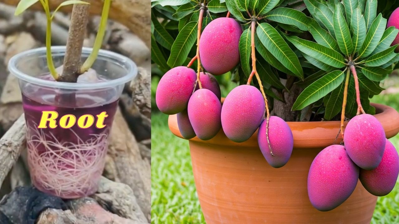 The Ultimate Tropical Hack: Grow Mango ! 🥭😱