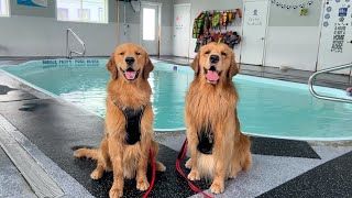 My Dog Teaches His Son How to Swim