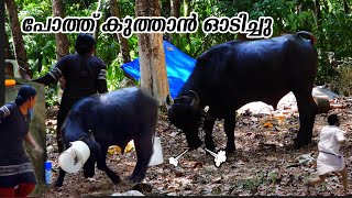 കുട്ടപ്പായി ഒന്ന് ഇടഞ്ഞു  | Angry Buffalo Hates my Wife! But Why?