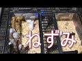 【たくさん居ます】うちで増やしているラットとマウス【飼育、繁殖】