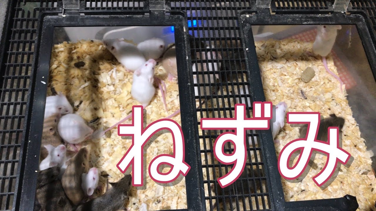 たくさん居ます】うちで増やしているラットとマウス【飼育、繁殖