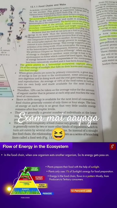 10 Percent Law Class 10 science biology environment ncert 10-percent-law-class-10-biology-easy-explanations-query-then-comment