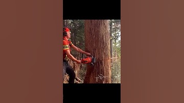 Extremely Dangerous Tree Felling #Shorts #Wood #Cutting #Woodworking