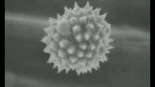 Ragweed Allergies