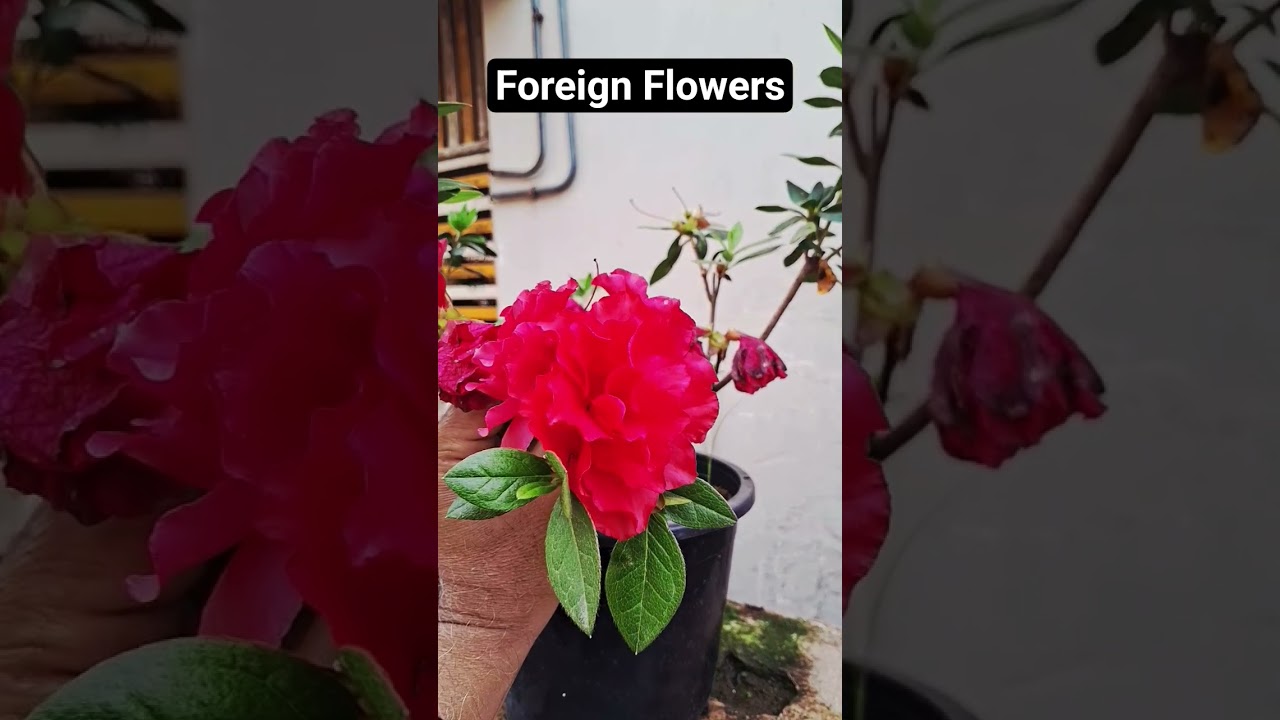 #shorts on Foreign Flowers, #short of Designer Flowers with no fragrance, #flowerface  #reblooming