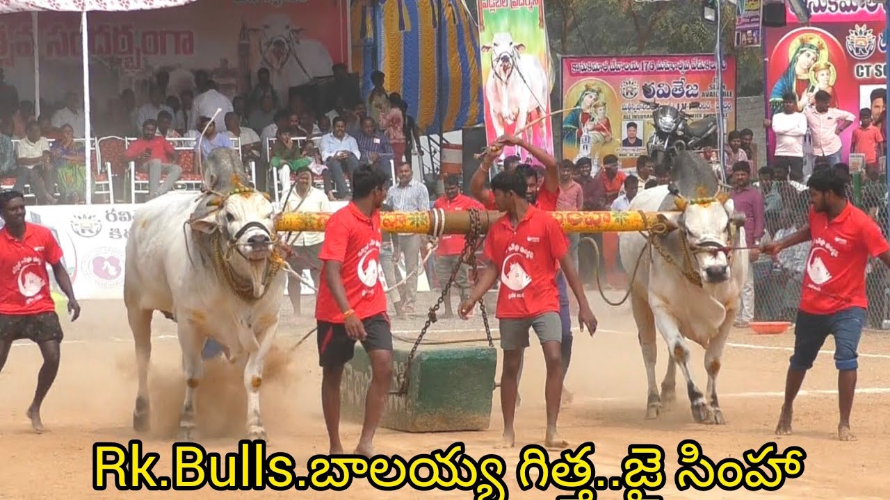 Rentachintala,Juniors..3🏆విజేత. RK Bulls.అత్తోట శిరీష చౌదరి శివకృష్ణ చౌదరి గారు వేటపాలెం గ్రామం 2450