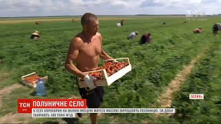 Жителі села на Волині масово вирощують полуницю: за добу збирають 100 тонн ягід