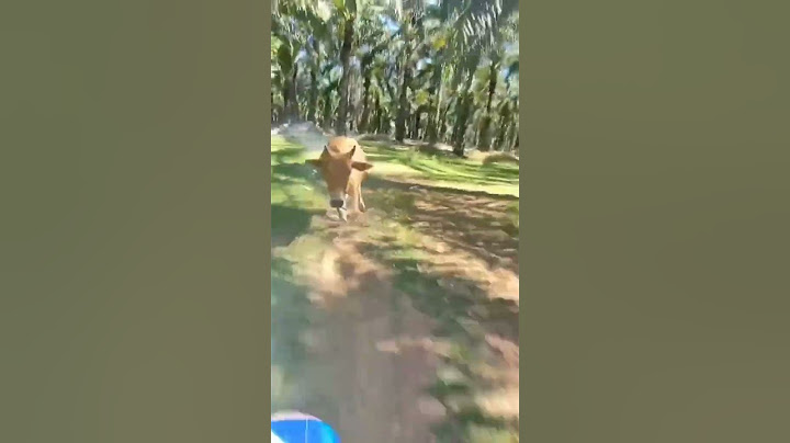 Pengendara motor yang dikejar sapi ngamuk