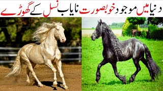 11 Most Beautiful Horses In The World | دنیا میں پائے جانے والے خوبصورت گھوڑے | Zee Ali Tv