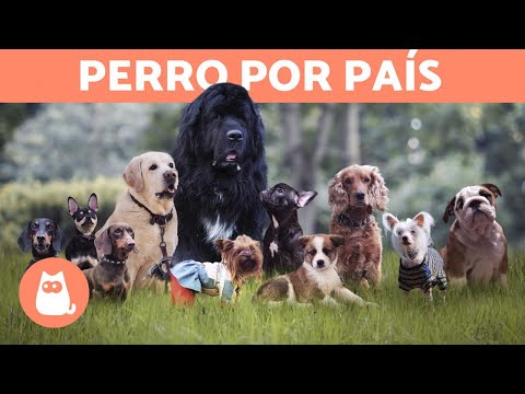 Video: ¿Cuál es la raza de perro más antigua de América del Norte?