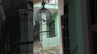Pleci Nembak Wit Wit Ngalun Cocok Buat Masteran