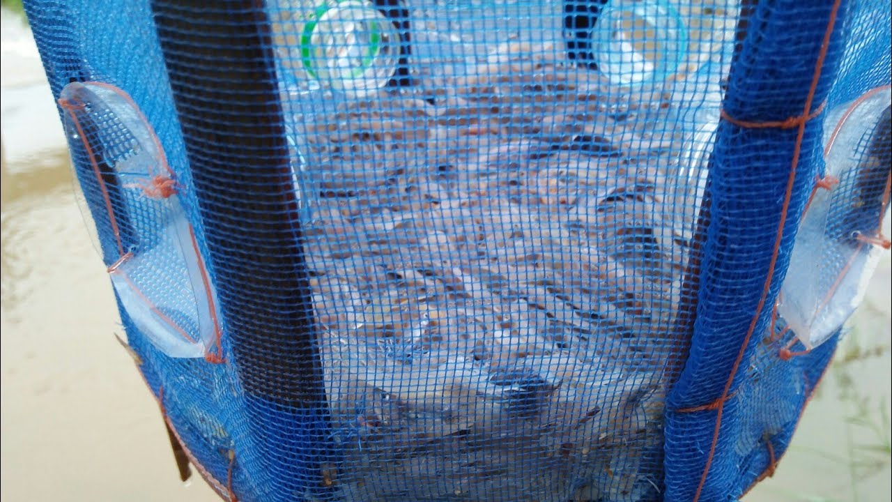 ดักกุ้งฝอย!!"ด้วยเหยื่อสูตรนี้"ข้าวคั่ว"มันเข้าเยอะจริงๆโคตรๆกุ้งฝอย[Shrimp trap]