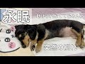 永眠しました13歳と4ヶ月ミニチュアダックスフンドろろ