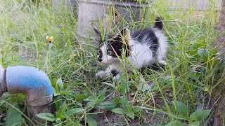 A cute kitten manages to escape from a nosy big cat