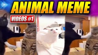 Animal Meme Videos #1 by Colossus64 3,365 views 10 months ago 4 minutes, 47 seconds