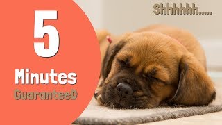 Sound to make Puppy Sleep Within 5 Minutes |  Puppy Sleep Music