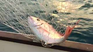 Pêche Light Jigging Pageot Test Abu-Garcia Moulinetcanne